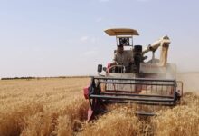 زراعة القمح