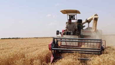 زراعة القمح