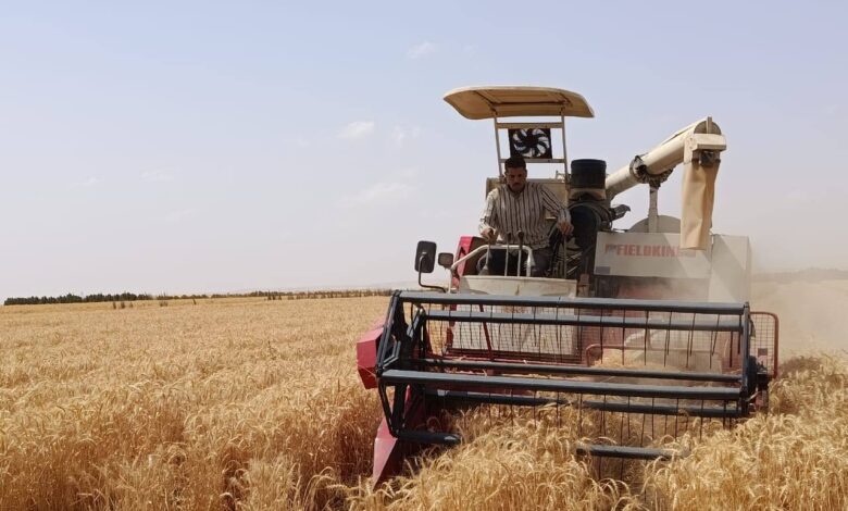 زراعة القمح